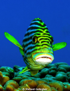 Oriental Sweetlip, Seychelles by Michael Gallagher 